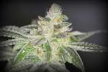 Sin City Seeds - Buddhas On Moonshine strain photo