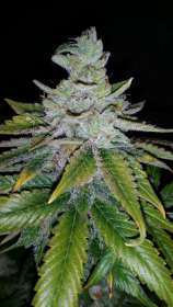 Purple Kush strain photo