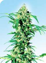 Early Girl strain photo