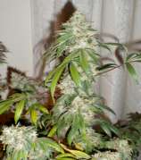 Pepe Le Chem strain photo
