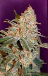 Black Diesel strain photo