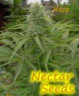 Nectar-Haze strain photo