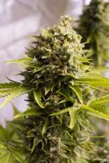 Bubba Cheese Auto strain photo