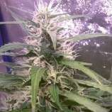 Galactic Bubble strain photo