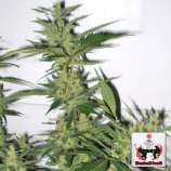 Valley Rose strain photo