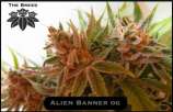 Alien Banner OG strain photo