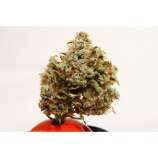 Betty Boo strain photo