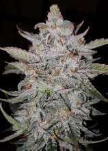 Forum Stomper strain photo