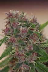 Peace Train strain photo
