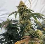 Birthday Cake strain photo