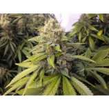 Riot Seeds - Purple Cheery Frost strain photo