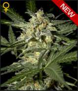 Auto White Widow strain photo