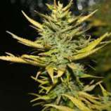 G13 Hashplant strain photo