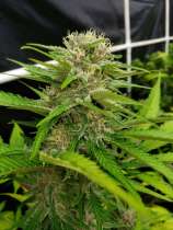 Paisley strain photo