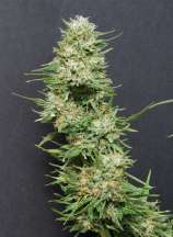 Heavy Head strain photo