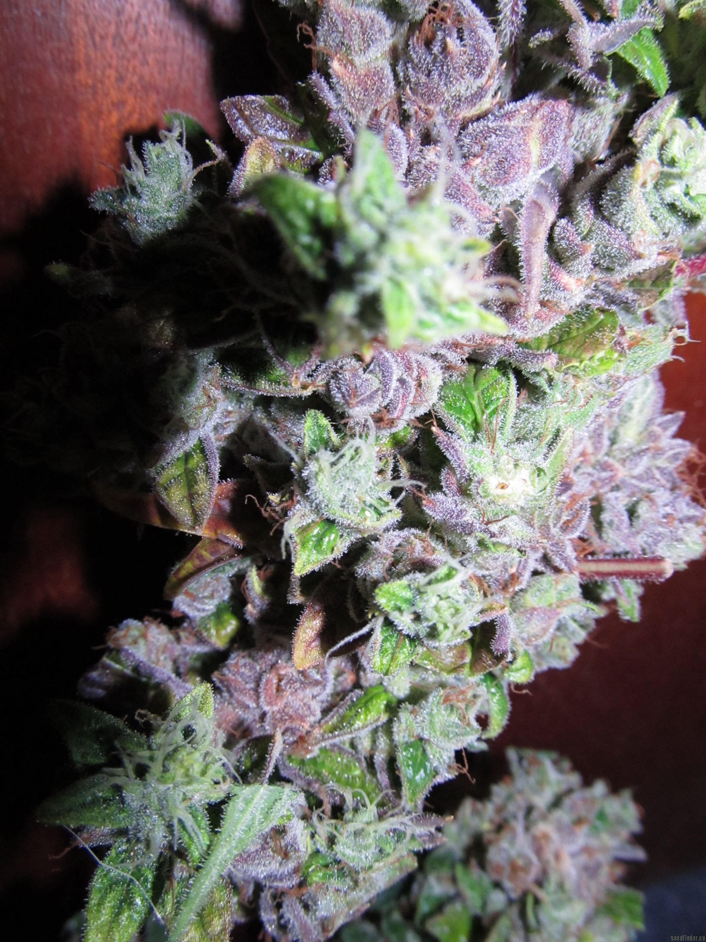 MangoDog strain photo