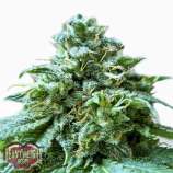 Superb OG strain photo