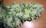 Maninblack strain photo