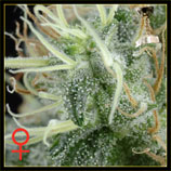 NL5 Haze Mist strain photo