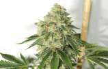 Gage Green Genetics - Haarlem strain photo