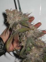 The Black strain photo