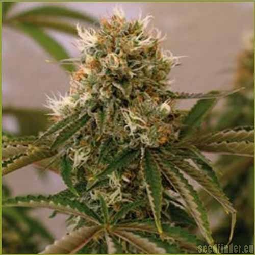 Red Cherry Berry strain photo