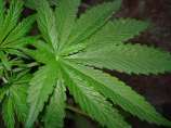 Jamaica/Panama strain photo