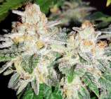 Bruce Banner 1.0 strain photo