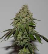 Old Cookies strain photo