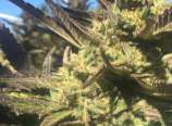 Golden Dragon strain photo