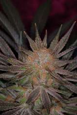 TGA Subcool Seeds - Qrazy Train strain photo