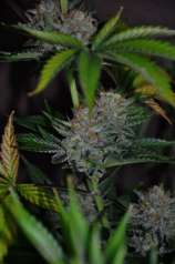 Lady Lavenberry strain photo