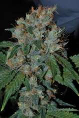 Omega Dawg strain photo