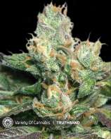 Truthband strain photo