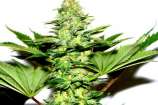 Flower strain photo