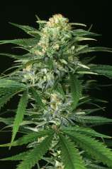 Gipsy Widow strain photo