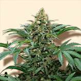 Bubble Gum strain photo