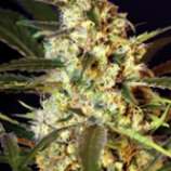 Auto Caramel King strain photo