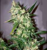 Early Skunk x Afghan Haze strain photo