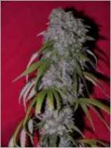 Nevills Haze Hybrid strain photo