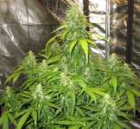 Devotchka strain photo