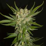 Aladdin’s Skunk strain photo