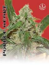 Purple Heart strain photo