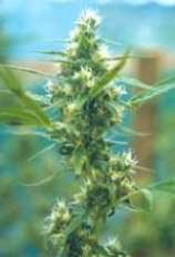Flying Dutchmen - Fuma con Dios strain photo