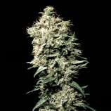 White Spanish strain photo