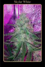 Skylar White strain photo