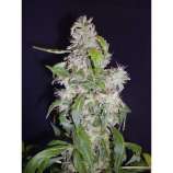 Auto Diesel strain photo