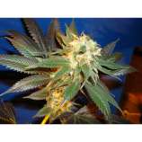 Diesel strain photo