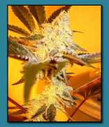 Animal Face strain photo