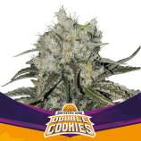 Double Cookies Auto strain photo